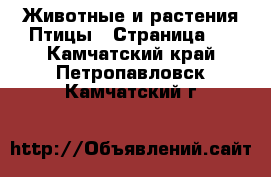 Животные и растения Птицы - Страница 2 . Камчатский край,Петропавловск-Камчатский г.